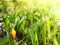 Tulips drenched in the spring sun, bright sunlight, rays, glare, macro, blurred background for text. Stock photography