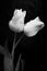 Tulips - drop - white - black