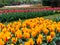 Tulips in Dutch Keukenhof Gardens, Netherlands
