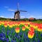 Tulips with Dutch windmill, Netherlands