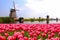 Tulips with Dutch windmills and canal