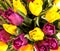 Tulips Dutch yellow and violet