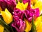 Tulips Dutch yellow and violet