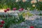 Tulips and faded dandelions in a meadow with birch pollen