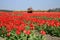 Tulips farm in Netherlands.