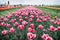 Tulips festival. Floral background. Group of red tulips flowerbed. Floral business. Growing bulb plants. Gorgeous tulips