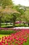 Tulips field