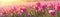 Tulips Field Blurred Sunrise Banner Background. Generative AI