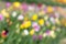 Tulips field, blurry, as spring background