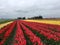 Tulips field in La Conner USA