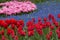 Tulips in field, The Netherlands