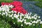 Tulips field in red and white with blue grape hyacinths