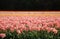 Tulips\' fields