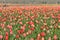 tulips fields in botanical garden