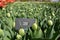 Tulips fields. Green tulips Nirvana ready to flower