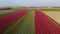 Tulips fields in the Netherlands , Bulb region Holland in full bloom during Spring, colorful tulip fields, colorful