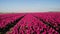 Tulips fields in the Netherlands , Bulb region Holland in full bloom during Spring, colorful tulip fields, colorful