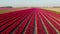 Tulips fields in the Netherlands , Bulb region Holland in full bloom during Spring, colorful tulip fields, colorful