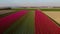 Tulips fields in the Netherlands , Bulb region Holland in full bloom during Spring, colorful tulip fields, colorful