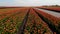 Tulips fields in the Netherlands , Bulb region Holland in full bloom during Spring, colorful tulip fields, colorful