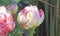 Tulips Finola in Walled Gardens