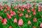 Tulips flower bed blooming spring time poster garden scenic view bright green red pink