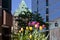 Tulips in flower bed in downtown Ottawa in Canada. Spring in the city.