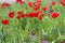 Tulips in a flower bed isolated on a white background. Closed tulips on a cold spring morning