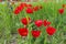 Tulips in a flower bed isolated on a white background. Closed tulips on a cold spring morning