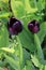 Tulips in a flower bed isolated on a white background. Closed tulips on a cold spring morning