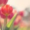 Tulips on the flowerbed in warm pastel colors