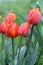 Tulips Flowering in the Rain