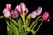 Tulips flowers bouquet black background