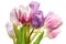 Tulips flowers bouquet white background