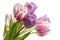 Tulips flowers bouquet white background