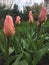 Tulips, flowers, gardens, spring, freshness, love