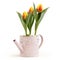 Tulips flowers plants in pink watering can isolated on white background, florist shop or gift card present