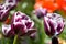 Tulips flowers white and purple spring blooming