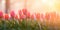 Tulips in a foggy, cheerful bright light in the spring. Copy space