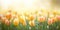 Tulips in a foggy, cheerful bright light in the spring. Copy space