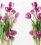 Tulips frame with purple petals at white background. Seasonal springtime flower with lilac blooms.  Front view with copy space