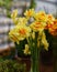 Tulips and Fresh Blooming Terry Yellow Shallow-crowned Narcissus Double Fashion Double Gold Medal Tahiti Hybrid Variety in Botanic