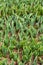 Tulips. Freshly sprouted tulips planted in a garden bed. Spring flowers. Tulips background.