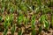 Tulips. Freshly sprouted tulips planted in a garden bed. Spring flowers. Tulips background.