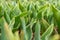 Tulips. Freshly sprouted tulips planted in a garden bed. Spring flowers. Tulips foliage close up background.