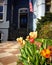 Tulips in front of patriotic townhouse in spring