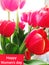 Tulips full frame on a white background,bouquet of red tulips close-up