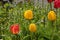 Tulips in a Garden