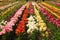 Tulips Garden. Chateau de Chenonceau. Chenonceaux. France