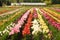 Tulips Garden. Chateau de Chenonceau. Chenonceaux. France